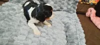 Ranger , a male Cavalier King Charles Spaniel for sale in Cedar Point, KS – 2 of 3