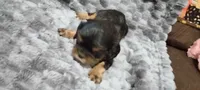 Chief, a male Cavalier King Charles Spaniel for sale in Cedar Point, KS – 2 of 3