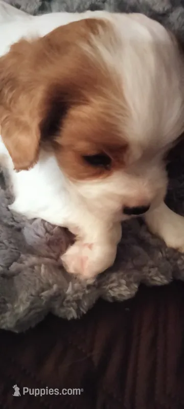 Clematis  – Cavalier King Charles Spaniel puppy for sale in Cedar Point, KS