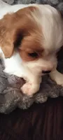 Clematis , a male Cavalier King Charles Spaniel for sale in Cedar Point, KS – 1 of 6