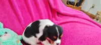Autumn , a female Cavalier King Charles Spaniel for sale in Cedar Point, KS – Photo 5 of 6