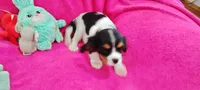 Autumn , a female Cavalier King Charles Spaniel for sale in Cedar Point, KS – Photo 3 of 6