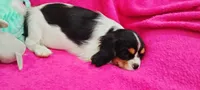 Autumn , a female Cavalier King Charles Spaniel for sale in Cedar Point, KS – Photo 1 of 6