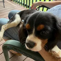 Daisy , a female Cavalier King Charles Spaniel for sale in Cedar Point, KS – 2 of 2