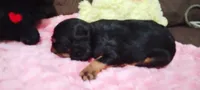 Elsa , a female Cavalier King Charles Spaniel for sale in Cedar Point, KS – 3 of 3
