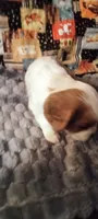 Clematis , a male Cavalier King Charles Spaniel for sale in Cedar Point, KS – 6 of 6