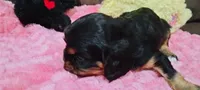 Elsa , a female Cavalier King Charles Spaniel for sale in Cedar Point, KS – 2 of 3