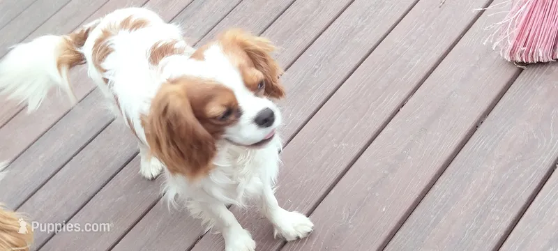 Spot – Cavalier King Charles Spaniel puppy for sale in Cedar Point, KS
