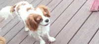 Spot, a male Cavalier King Charles Spaniel for sale in Cedar Point, KS – 1 of 2