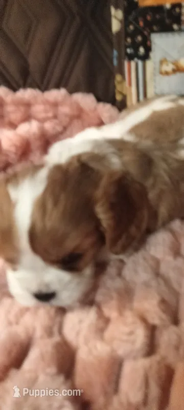 Ivy – Cavalier King Charles Spaniel puppy for sale in Cedar Point, KS