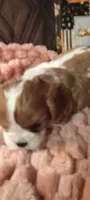 Ivy, a female Cavalier King Charles Spaniel for sale in Cedar Point, KS – 1 of 4