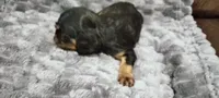 Chief, a male Cavalier King Charles Spaniel for sale in Cedar Point, KS – 3 of 3