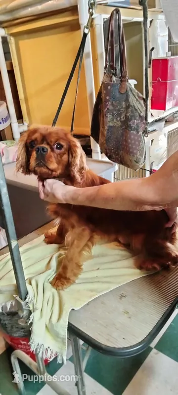 Royal Reed (Tubby), a male Cavalier King Charles Spaniel for sale in Cedar Point, KS – Photo 1 of 4