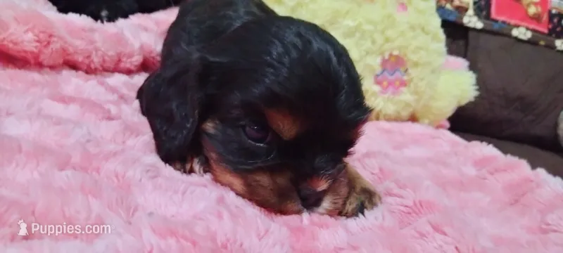 Elsa  – Cavalier King Charles Spaniel puppy for sale in Cedar Point, KS