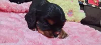 Elsa , a female Cavalier King Charles Spaniel for sale in Cedar Point, KS – 1 of 3