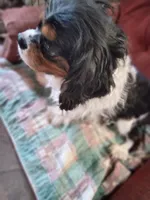 King Louie , a male Cavalier King Charles Spaniel for sale in Cedar Point, KS – Photo 2 of 4