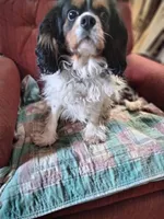 King Louie , a male Cavalier King Charles Spaniel for sale in Cedar Point, KS – Photo 3 of 4