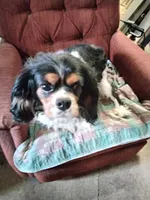 King Louie , a male Cavalier King Charles Spaniel for sale in Cedar Point, KS – Photo 4 of 4