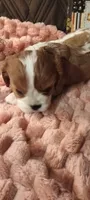 Ivy, a female Cavalier King Charles Spaniel for sale in Cedar Point, KS – 4 of 4