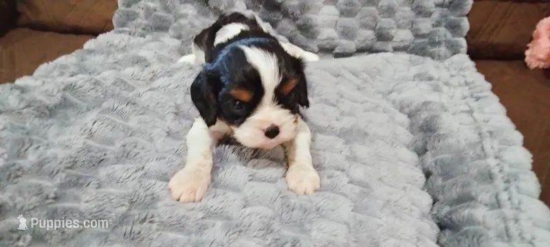 Ranger  – Cavalier King Charles Spaniel puppy for sale in Cedar Point, KS