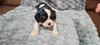 Ranger , a male Cavalier King Charles Spaniel for sale in Cedar Point, KS – 1 of 3