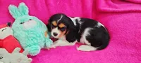 Amber, a female Cavalier King Charles Spaniel for sale in Cedar Point, KS – Photo 2 of 5