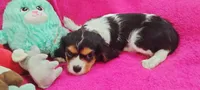 Amber, a female Cavalier King Charles Spaniel for sale in Cedar Point, KS – Photo 5 of 5