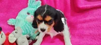 Amber, a female Cavalier King Charles Spaniel for sale in Cedar Point, KS – Photo 3 of 5