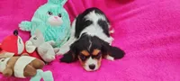 Amber, a female Cavalier King Charles Spaniel for sale in Cedar Point, KS – Photo 1 of 5