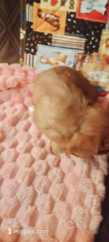 Iris – Cavalier King Charles Spaniel puppy for sale in Cedar Point, KS
