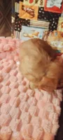 Iris, a female Cavalier King Charles Spaniel for sale in Cedar Point, KS – 1 of 6