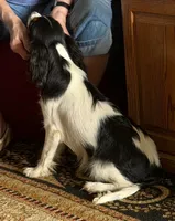 Daisy , a female Cavalier King Charles Spaniel for sale in Cedar Point, KS – 1 of 2
