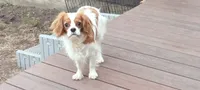 Spot, a male Cavalier King Charles Spaniel for sale in Cedar Point, KS – 2 of 2