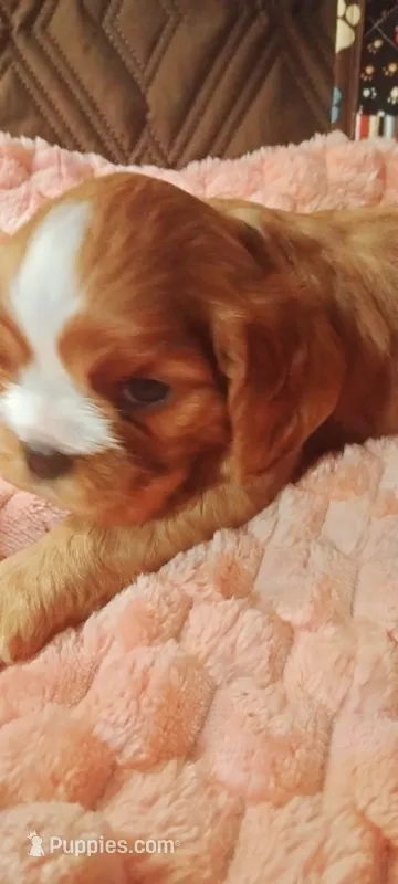 Iris – Cavalier King Charles Spaniel puppy for sale in Cedar Point, KS
