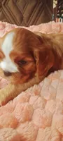 Iris, a female Cavalier King Charles Spaniel for sale in Cedar Point, KS – 3 of 6