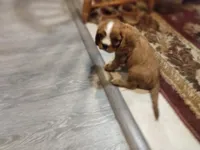 Iris, a female Cavalier King Charles Spaniel for sale in Cedar Point, KS – 4 of 6