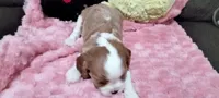 Ellie , a female Cavalier King Charles Spaniel for sale in Cedar Point, KS – 3 of 3