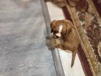 Iris, a female Cavalier King Charles Spaniel for sale in Cedar Point, KS – 3 of 6