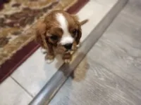 Iris, a female Cavalier King Charles Spaniel for sale in Cedar Point, KS – 2 of 6