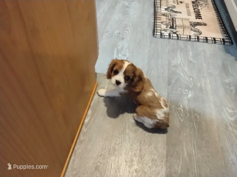 Ivy – Cavalier King Charles Spaniel puppy for sale in Cedar Point, KS