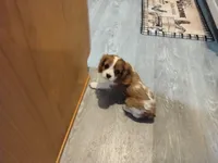 Ivy, a female Cavalier King Charles Spaniel for sale in Cedar Point, KS – 1 of 6