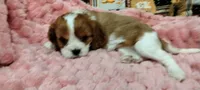 Ivy, a female Cavalier King Charles Spaniel for sale in Cedar Point, KS – 4 of 6