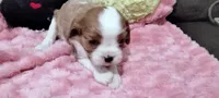 Ellie , a female Cavalier King Charles Spaniel for sale in Cedar Point, KS – 2 of 3