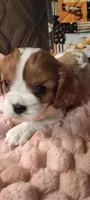 Ivy, a female Cavalier King Charles Spaniel for sale in Cedar Point, KS – 2 of 4
