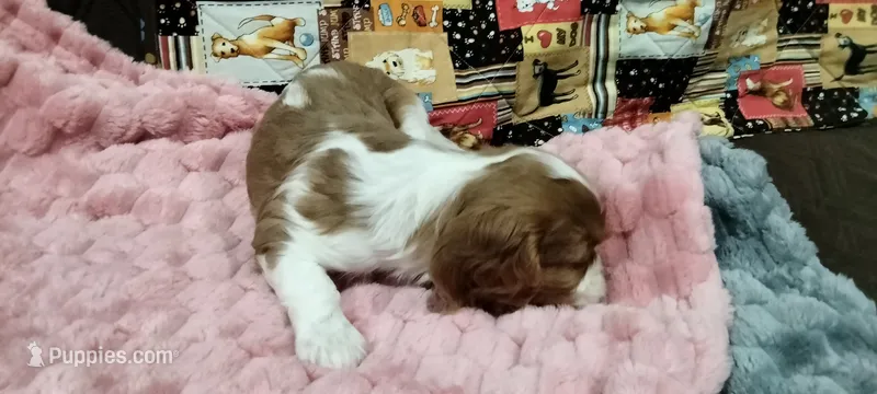 Ivy – Cavalier King Charles Spaniel puppy for sale in Cedar Point, KS