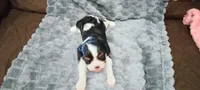 Ranger , a male Cavalier King Charles Spaniel for sale in Cedar Point, KS – 3 of 3