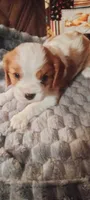 Clematis , a male Cavalier King Charles Spaniel for sale in Cedar Point, KS – 5 of 6