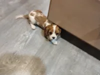 Ivy, a female Cavalier King Charles Spaniel for sale in Cedar Point, KS – 5 of 6