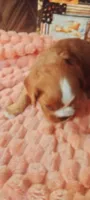 Iris, a female Cavalier King Charles Spaniel for sale in Cedar Point, KS – 4 of 6