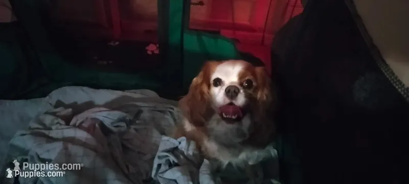 Iris – Cavalier King Charles Spaniel puppy for sale in Cedar Point, KS